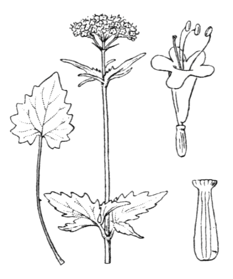 Flore de Coste - Valeriana tripteris