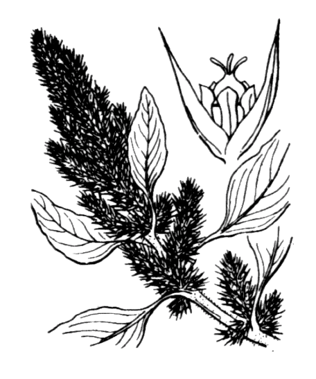 Flore de Coste - Amaranthus retroflexus Flore de Coste - Amaranthus retroflexus