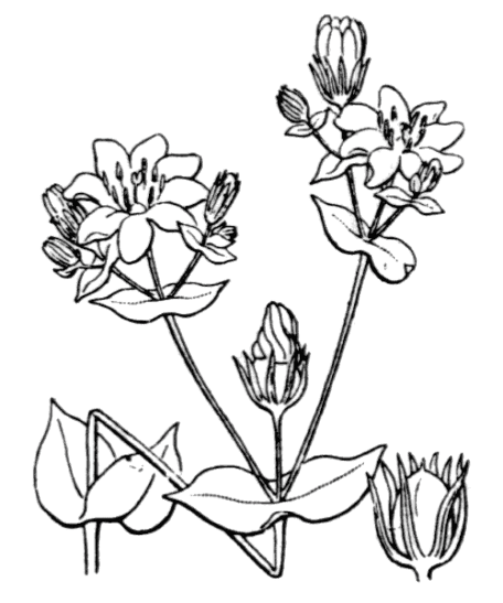 Flore de Coste - Blackstonia perfoliata Flore de Coste - Blackstonia perfoliata