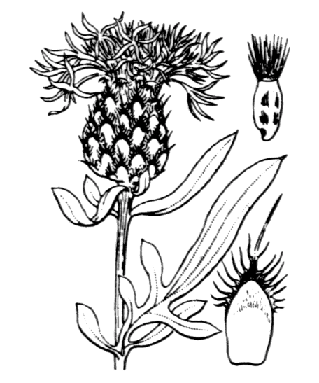 Flore de Coste - Centaurea collina Flore de Coste - Centaurea collina