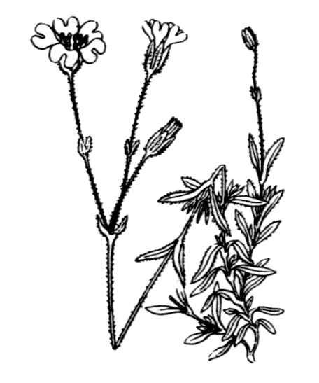 Flore de Coste - Cerastium arvense