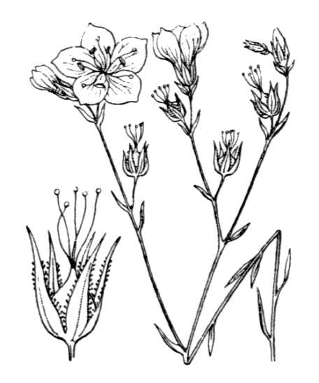 Flore de Coste - Linum tenuifolium