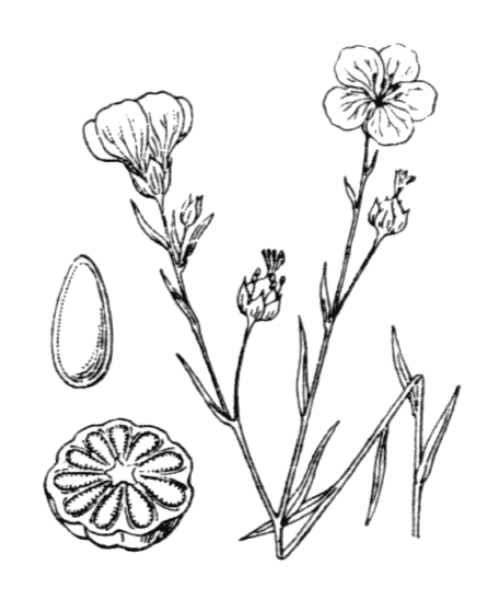 Flore de Coste - Linum usitatissimum subsp. angustifolium Flore de Coste - Linum usitatissimum subsp. angustifolium