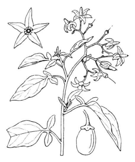 Flore de Coste - Solanum dulcamara Flore de Coste - Projet de numérisation de la flore de L'Abbé Coste par le réseau Tela botanica - 2011