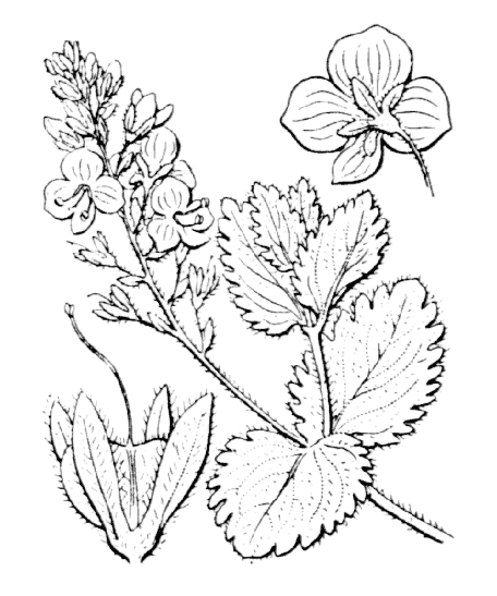 Flore de Coste - Veronica chamaedrys