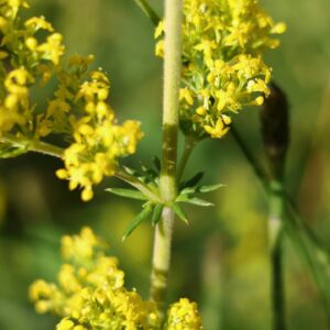 Gaillet jaune - Tige