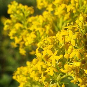 Gaillet jaune - Panicules de fleurs