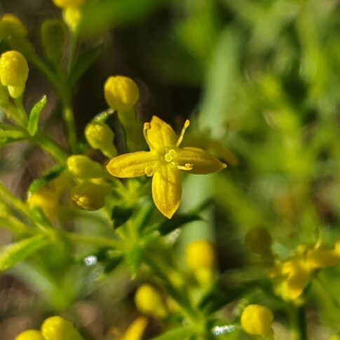 Gaillet jaune - Fleur