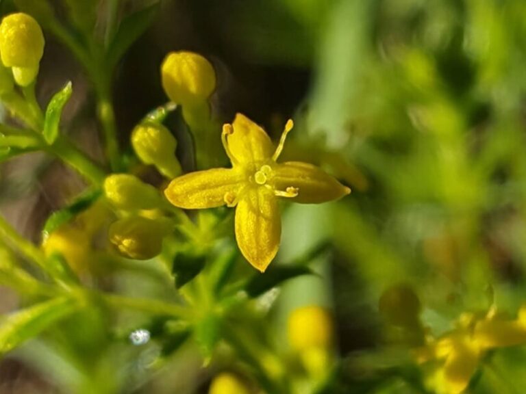 Gaillet jaune