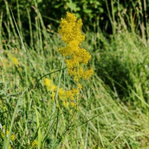 Gaillet jaune - Plante entière