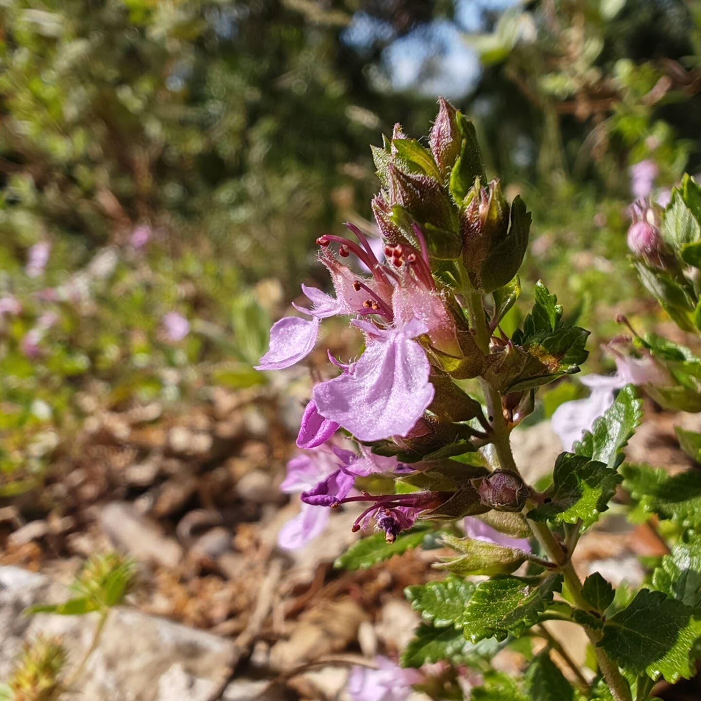 Germandrée petit-chêne - Fleurs en verticille unilatérales
