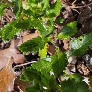 Germandrée petit-chêne - Feuilles