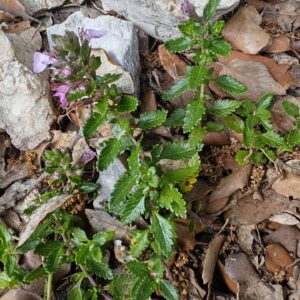 Germandrée petit-chêne - Plante entière
