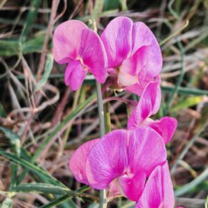 Gesse à feuilles larges - Grappe de fleurs