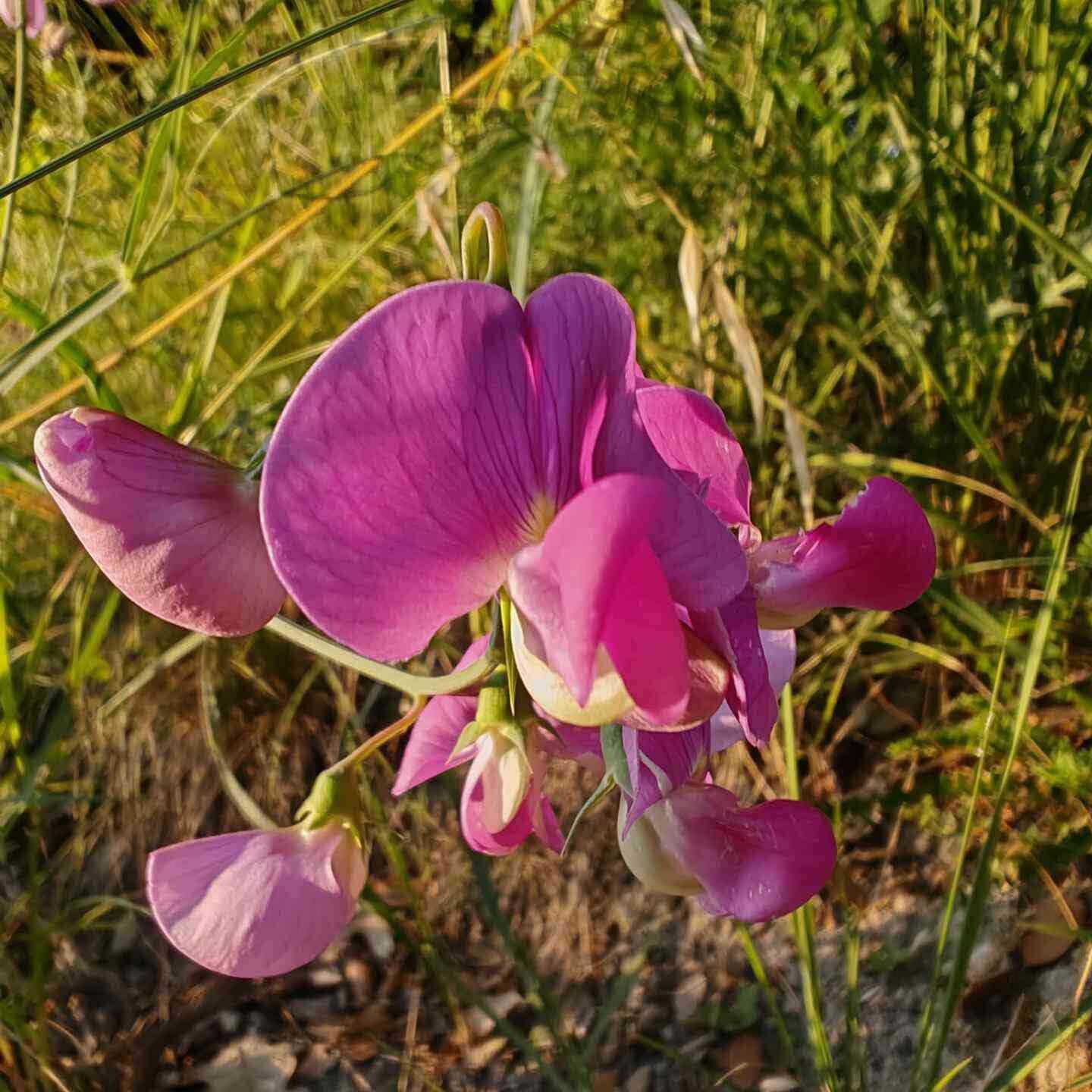 Gesse à feuilles larges - Fleur