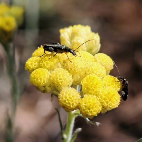 Immortelle stoechade - Corymbe de capitule