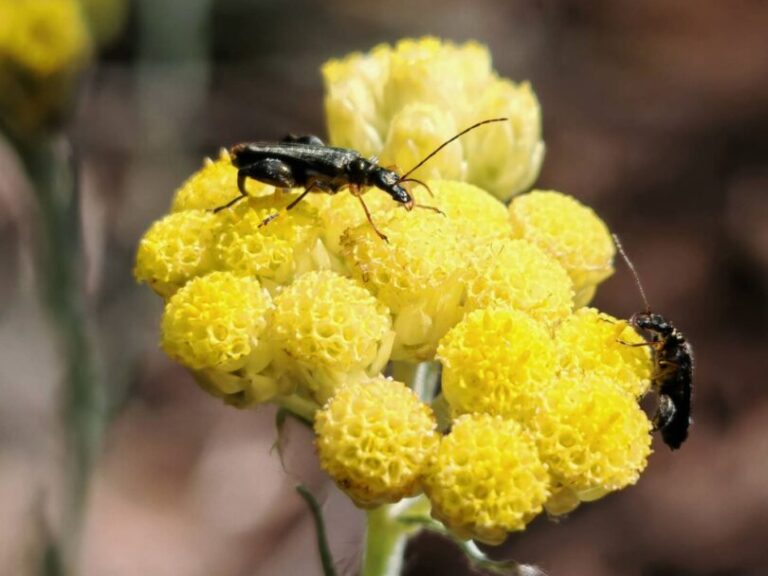 Immortelle stoechade
