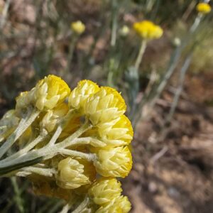 Immortelle stoechade - Involucres