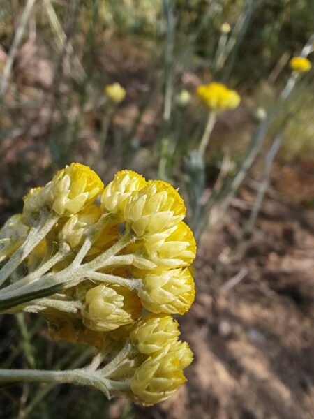 Immortelle stoechade