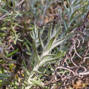 Immortelle stoechade - Feuilles