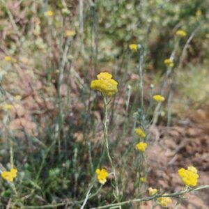 Immortelle stoechade - Tiges