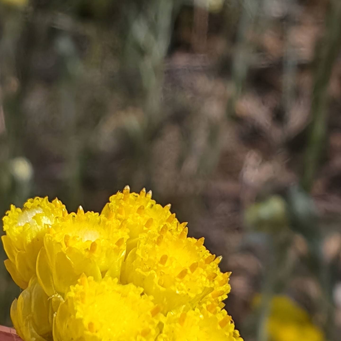 Immortelle stoechade - Capitule en boules jaunes dorées