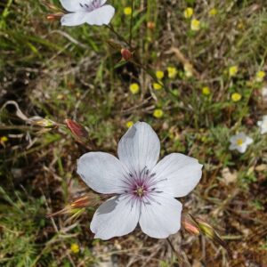 Lin à petites feuilles - Fleurs