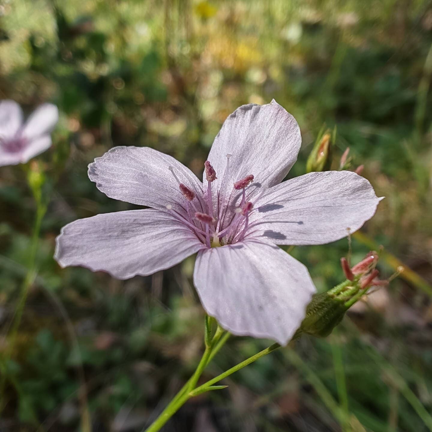 Lin à petites feuilles - Fleur