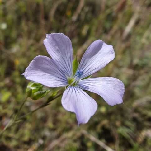 Lin bisannuel - Fleur