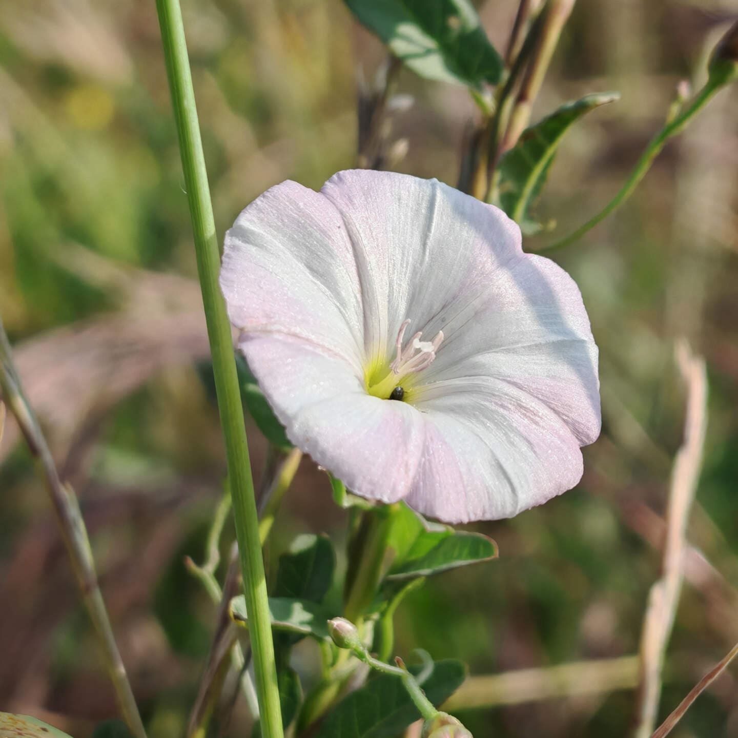 Liseron des champs - Fleur solitaire