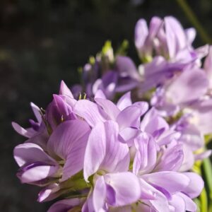 Luzerne cultivée - Fleurs
