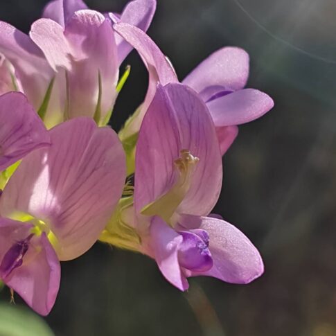 Luzerne cultivée - Fleur