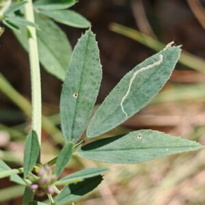 Luzerne cultivée - Feuille trifoliée
