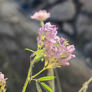 Luzerne cultivée - Grappe de fleurs