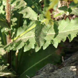 Molène sinuée - Feuille