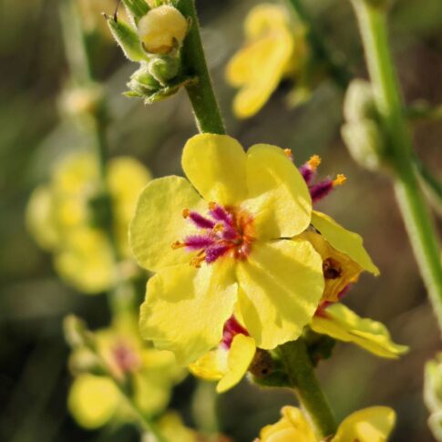 Molène sinuée - Fleur
