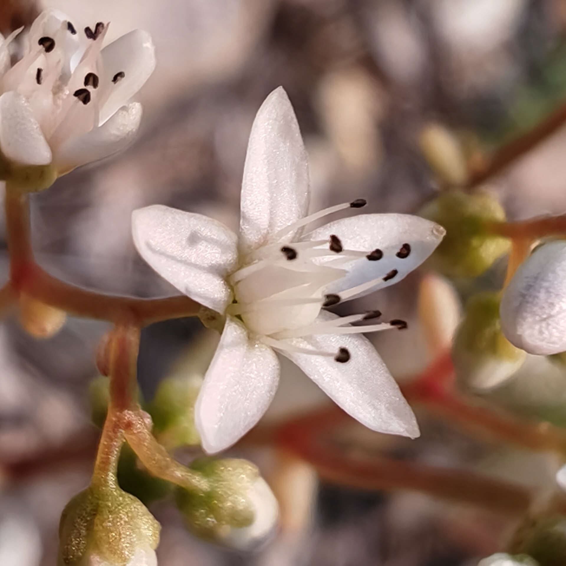 Orpin blanc - Fleur