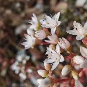 Orpin blanc - Fleurs