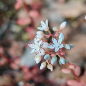 Orpin blanc - Cyme terminales