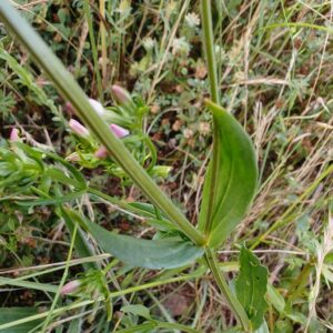 Petite centaurée - Feuilles caulinaire opposés