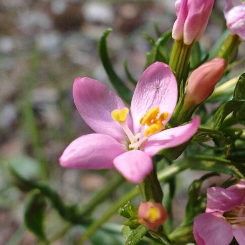 Petite centaurée - Fleur