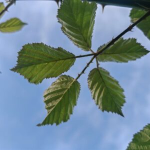 Ronce - Feuilles