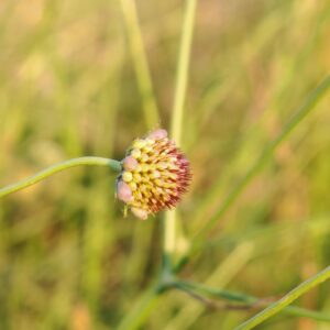 Scabieuse maritime - inflorescence en bouton