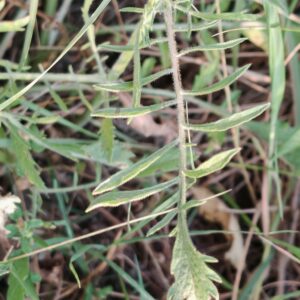 Scabieuse maritime - Feuille
