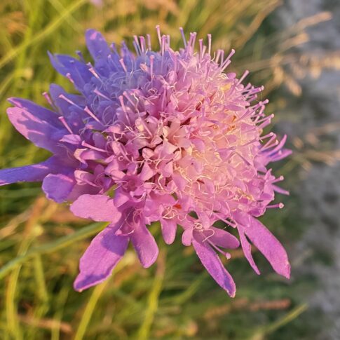 Scabieuse maritime - inflorescence