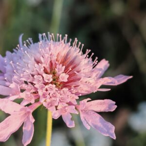 Scabieuse maritime - Fleurs
