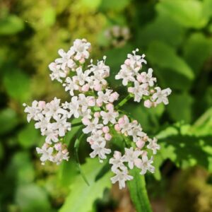 Valériane triséquée - Inflorescence