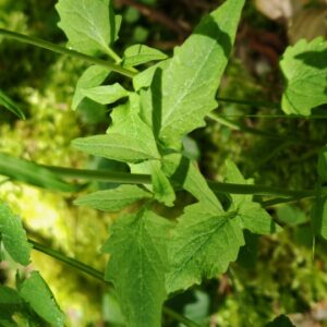 Valériane triséquée - Feuilles caulinaire triséquées