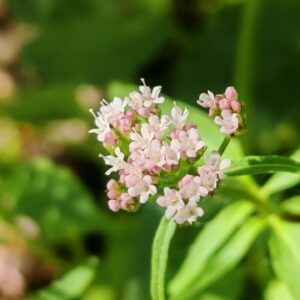 Valériane triséquée - Fleurs rosées
