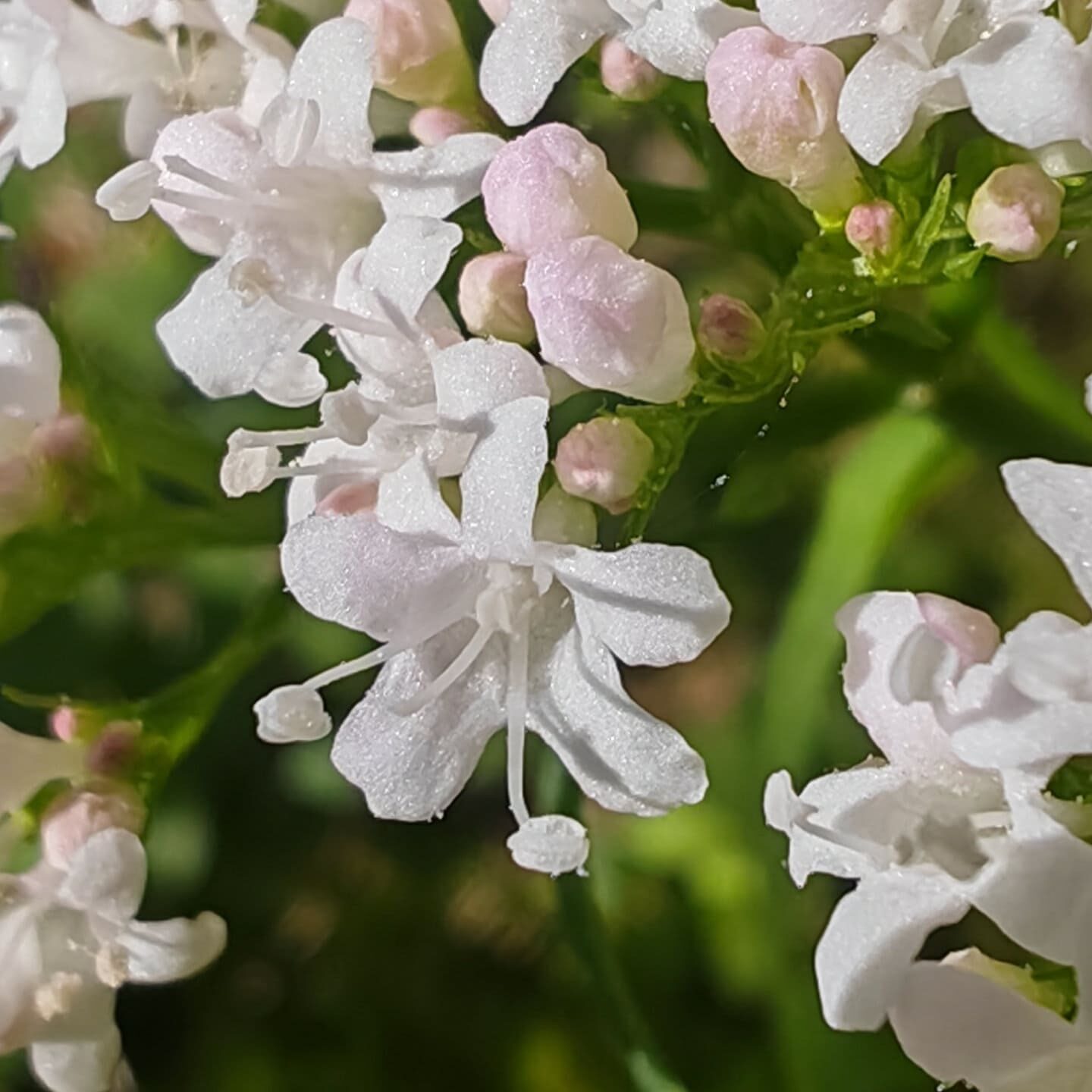 Valeriana tripteris - Fleur